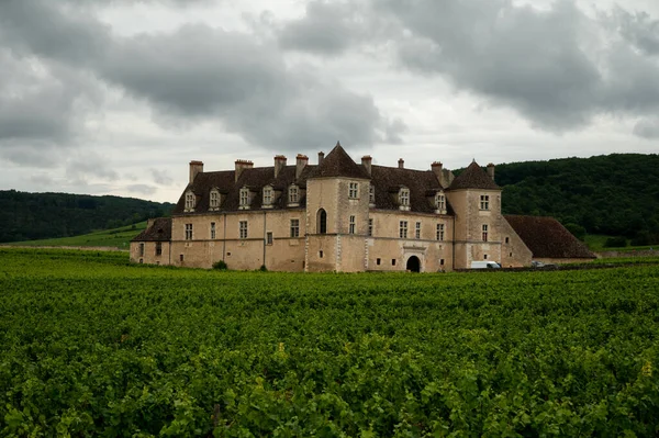 法国普罗旺斯的Chteauneuf Pape古村 在著名的葡萄酒酿造厂附近的山丘葡萄园上 绿葡萄生长在圆形卵石上 — 图库照片