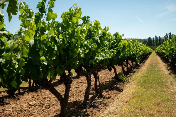 Rows Green Grapevines Growing Pebbles Vineyards Lacoste Bonnieux Villages Luberon — Foto de Stock