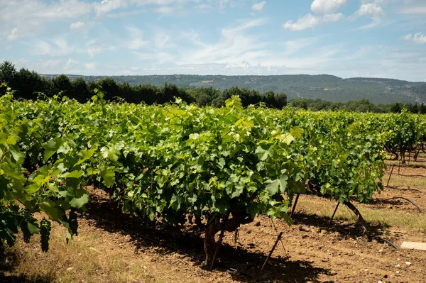 Rows Green Grapevines Growing Pebbles Vineyards Lacoste Bonnieux Villages Luberon — Foto de Stock