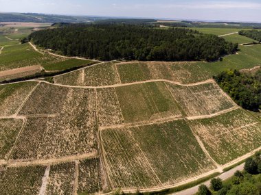 Aerial view on green Chablis Grand Cru appellation vineyards with grapes growing on limestone and marl soils, Burdundy, France