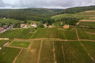 Mont Brouilly yakınlarındaki yeşil üzüm bağlarının ve köylerin hava manzarası, Fransa 'nın Beaujolais Şarap Yolu boyunca şarap üretimi alanı