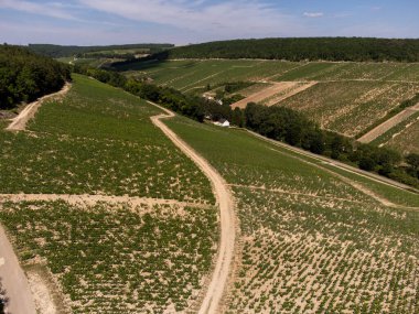 Aerial view on green Chablis Grand Cru appellation vineyards with grapes growing on limestone and marl soils, Burdundy, France
