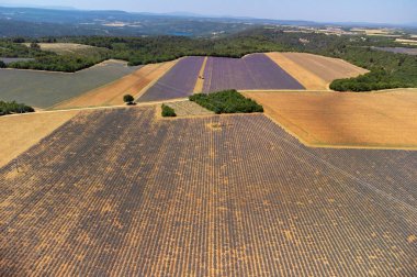 Yaz aylarında çiçek açan mor lavanta, buğday tarlaları ve yeşil ağaçlarla Valensole Platosu 'ndaki hava manzarası.