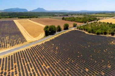Yaz aylarında çiçek açan mor lavanta, buğday tarlaları ve yeşil ağaçlarla Valensole Platosu 'ndaki hava manzarası.