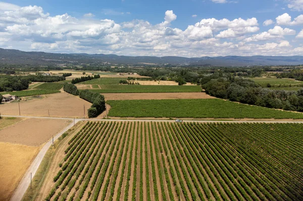 Rows Green Grapevines Growing Pebbles Vineyards Lacoste Bonnieux Villages Luberon — Stok fotoğraf