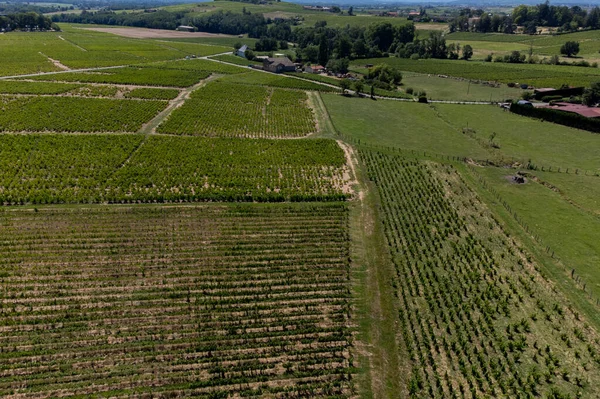 Aerial View Green Vineyards Villages Mont Brouilly Wine Appellation Brouilly — Stock Photo, Image