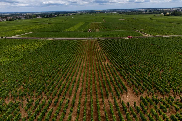 Panoramic Aerial View Green Vineyards Growing Grape Plants Production High — Stock Photo, Image