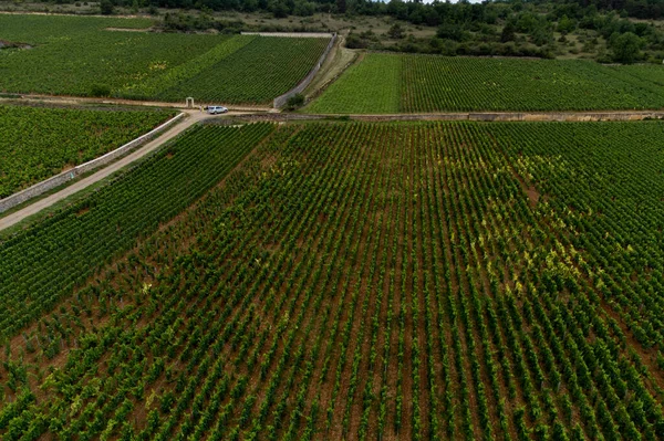 Panoramic Aerial View Green Vineyards Growing Grape Plants Production High — 图库照片