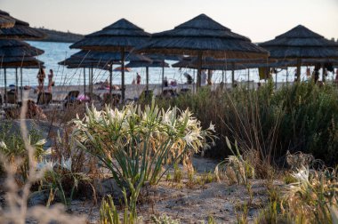 Yabani beyaz çiçeklerin çiçekleri Kıbrıs 'ta kumlu sahilde nergisler, Nissi plajı