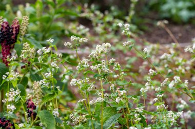 Summer blossom of fagopyrum esculentum or buckwheat edible plant, healthy vegetarian food