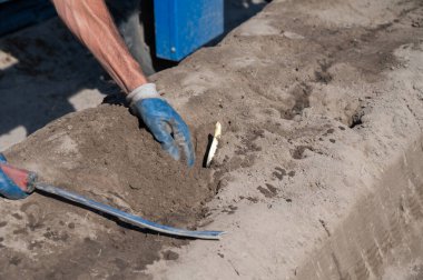 Hollanda Brabant, Hollanda 'da elleri ile beyaz kuşkonmaz sebze hasadı