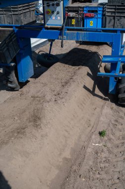 Hollanda 'daki Brabant, Hollanda' da beyaz kuşkonmaz sebze toplama makinesi.