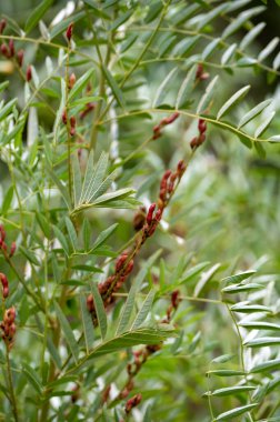 Botanical collection, Glycyrrhiza glabra or root liquorice medicinal plant growing in garden in summer