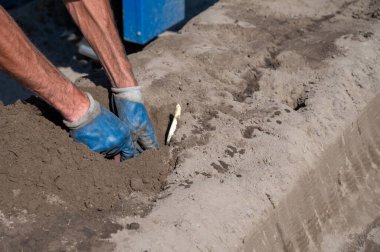 Hollanda Brabant, Hollanda 'da elleri ile beyaz kuşkonmaz sebze hasadı