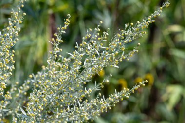 Botanical collection, leaves and berries of silver mound artemisia absinthum medicinal plant in summer