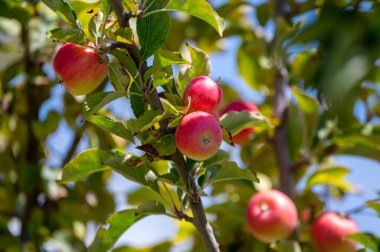Kıbrıs 'ta küçük kırmızı meyveli elma ağaçları olan meyve bahçeleri