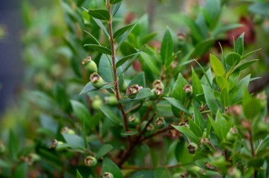 Botanical collection, leaves and berries of myrtus communis or true myrtle plant growing in garden in summer