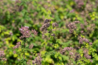 Blossom of oregano or majoram aromatic kitchen herb, nature background