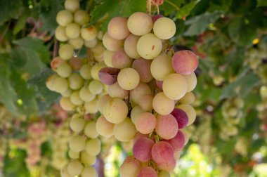 Kıbrıs 'ın bahçesindeki pergola' dan sarkan bir avuç pembe olgun üzüm, sağlıklı yiyecekler.