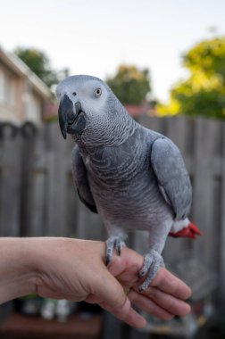 African grey parrot with red tail sitting on hand outdoor