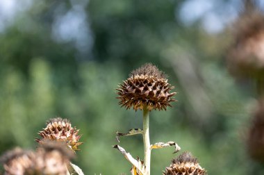 Cynara cardunculus or prickly artichoke plants growing in garden