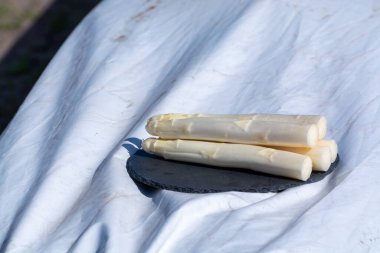 Hollanda, Brabant, Hollanda 'daki çiftlikte yetişen kuşkonmazlarla kaplı taze kuşkonmaz ve plastik filmler.