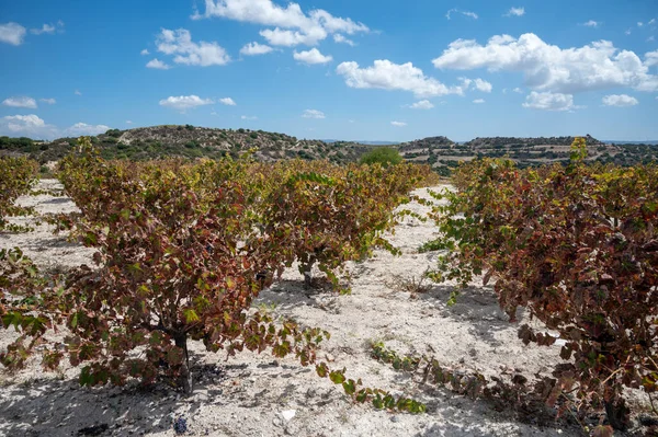 Produção Vinho Chipre Perto Omodos Solo Giz Branco Fileiras Plantas — Fotografia de Stock