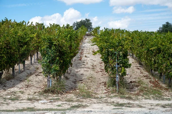 Wine production on Cyprus near Omodos, white chalk soil and rows of grape plants on vineyards with ripe white wine grapes ready for harvest