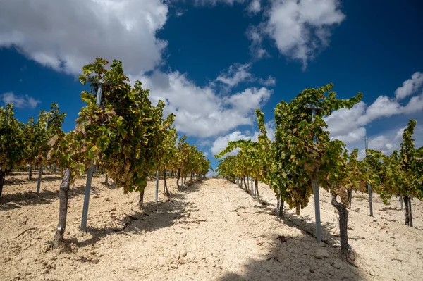 Wine production on Cyprus near Omodos, white chalk soil and rows of grape plants on vineyards with ripe white wine grapes ready for harvest