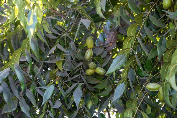 Plantação Nozes Pecãs Perto Paphos Com Nozes Verdes Não Maduras — Fotografia de Stock