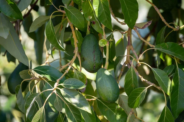 Abacates Hass Verdes Maduros Pendurados Árvore Prontos Para Colheita Plantação — Fotografia de Stock