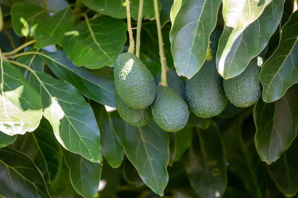Abacates Hass Verdes Maduros Pendurados Árvore Prontos Para Colheita Plantação — Fotografia de Stock