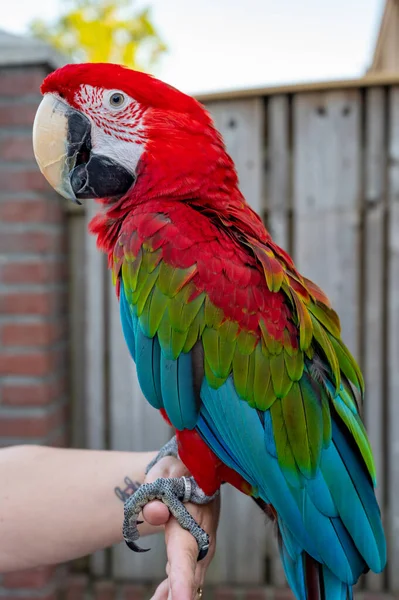 Large Colorful South American Macaw Ara Parrot Sitting Outdoor Close — Zdjęcie stockowe