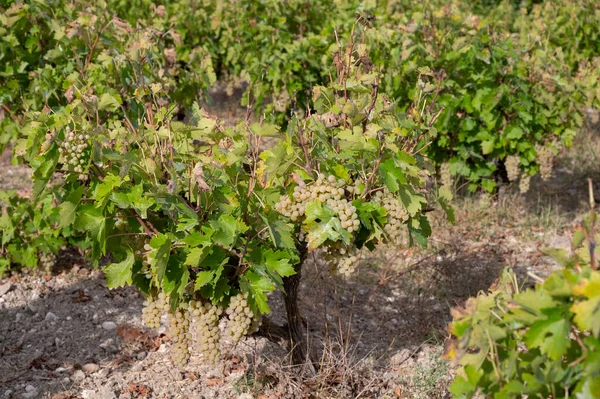 Vinproduktion Cypern Mogna Vita Vindruvor Redo För Skörd — Stockfoto