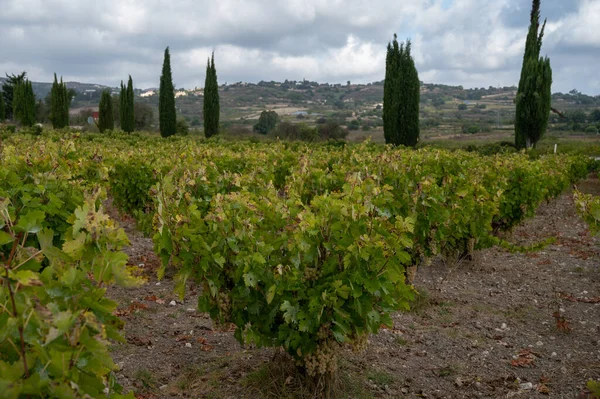 Weinproduktion Auf Zypern Reife Weißweintrauben Reif Für Die Ernte — Stockfoto