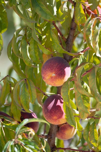 Ovocný Sad Kypru Plantáží Broskvoní Velkými Zralými Žlutými Plody Připravenými — Stock fotografie