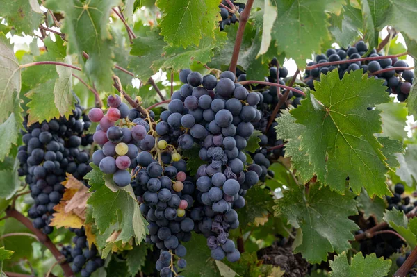 Produção Vinho Chipre Uvas Vinho Roxas Pretas Azuis Maduras Prontas — Fotografia de Stock