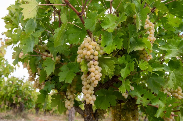 キプロスのワイン生産 収穫のための準備ができて熟した白ワインブドウ — ストック写真