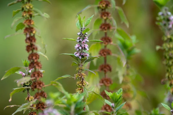 Medicinal Plant Leonurus Cadriaca Motherwort Growing Garden Summer — ストック写真
