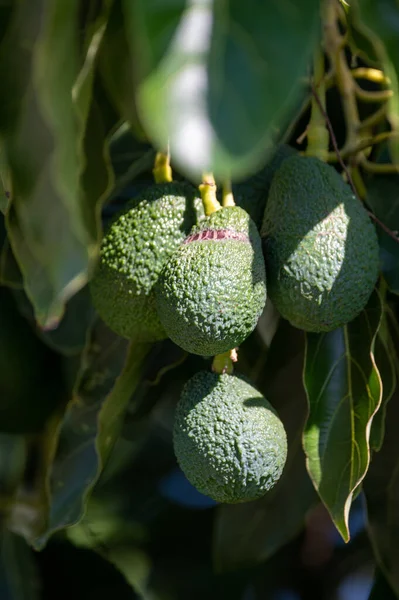 Ripe green hass avocadoes hanging on tree, ready to harvest, avocado plantation on Cyprus