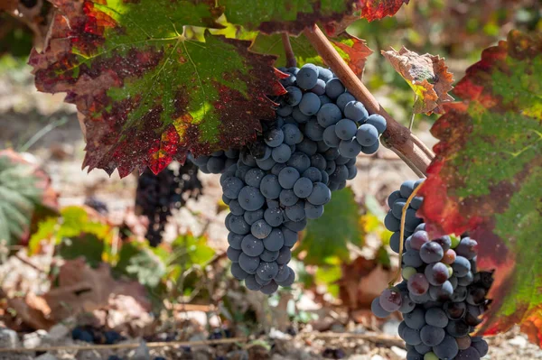 Vinproduktion Cypern Mogna Blå Svarta Lila Vindruvor Redo För Skörd — Stockfoto