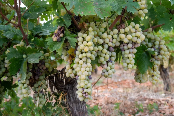 Wijnproductie Cyprus Rijpe Witte Wijndruiven Klaar Voor Oogst — Stockfoto