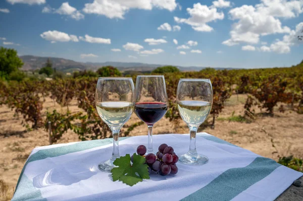 Tasting of red and white wines on vineyards of Cyprus. Wine production on Cyprus, tourists wine route and visiting of wineries.