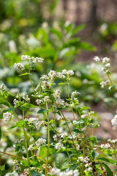 Summer Blossom Fagopyrum Esculentum Buckwheat Edible Plant Healthy Vegetarian Food — Photo