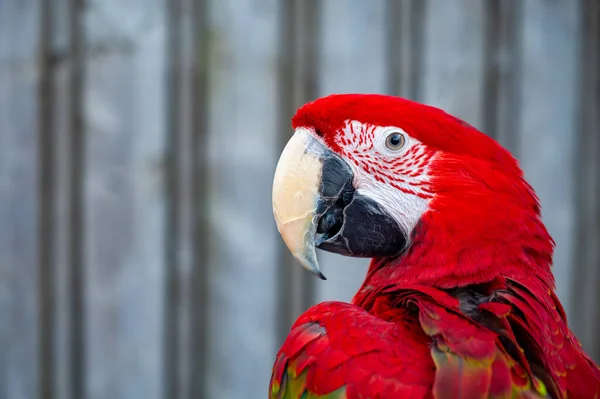 Large Colorful South American Macaw Ara Parrot Sitting Outdoor Close — Stok fotoğraf