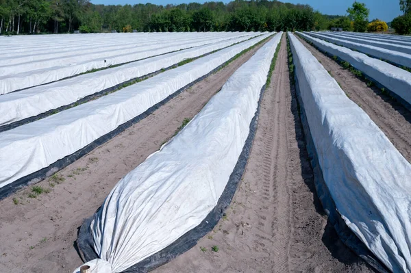 Película Plástico Cubre Campos Con Espárragos Cultivo Verduras Granja Holandesa — Foto de Stock