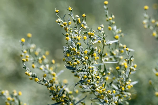 Botanical Collection Leaves Berries Silver Mound Artemisia Absinthum Medicinal Plant — Zdjęcie stockowe