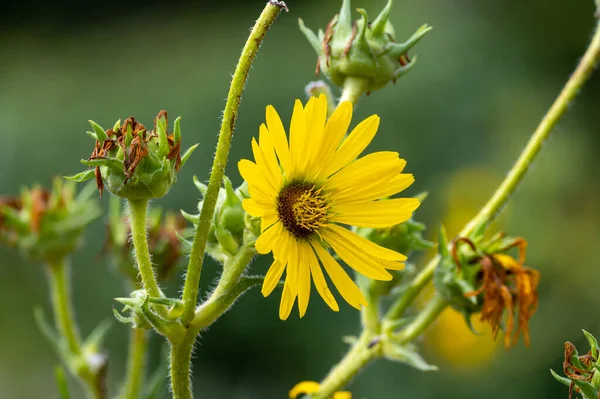 Yellow Flowers Heads Silphium Laciniatum Compass Plant Growing Summer Garden — Fotografia de Stock