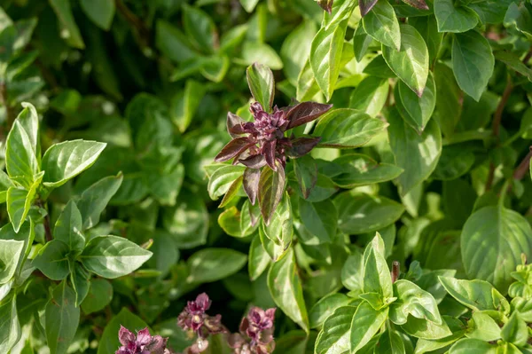 Flor Planta Albahaca Aromática Verde Utilizada Para Cocinar Medicina —  Fotos de Stock