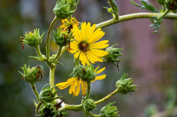 Yellow Flowers Heads Silphium Laciniatum Compass Plant Growing Summer Garden — Stockfoto